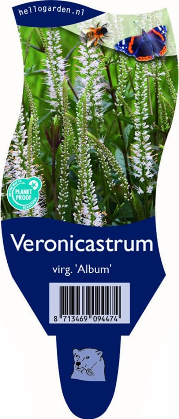 Veronicastrum virg. 'Album' - P11